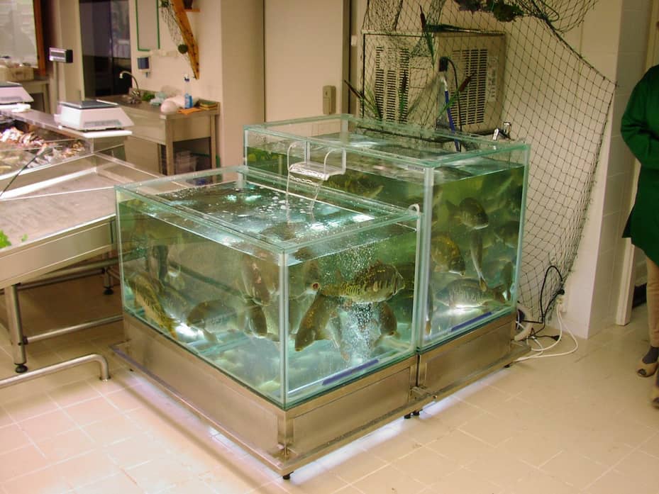 Торговые аквариумы для продажи живой рыбы